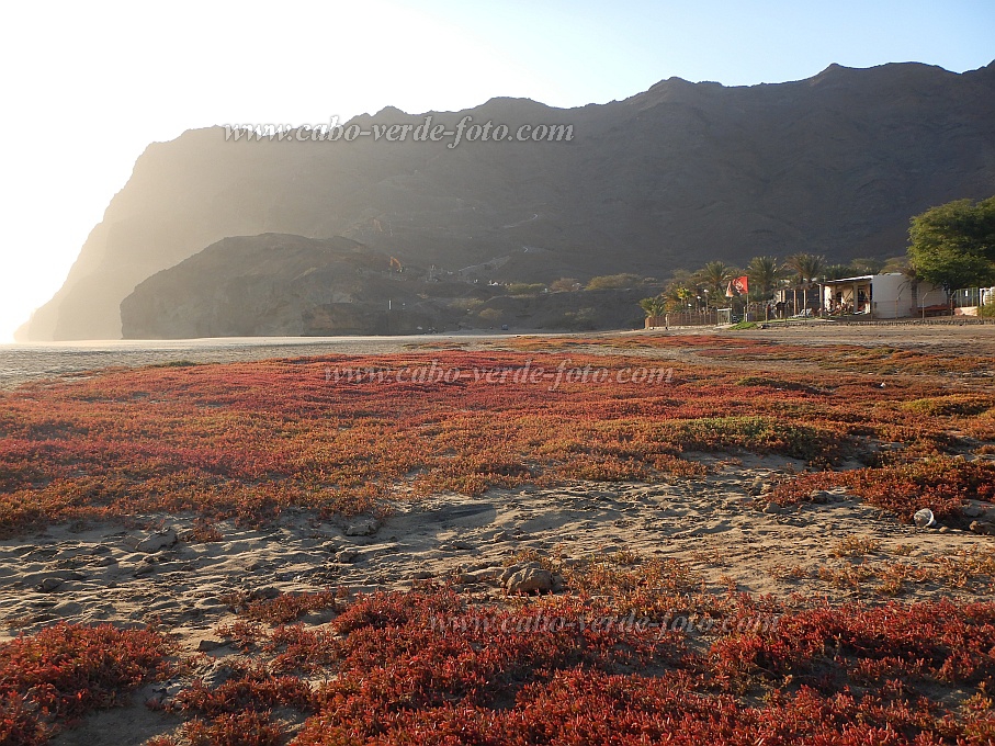 So Vicente : Sao Pedro Strand : halophyts : Landscape SeaCabo Verde Foto Gallery