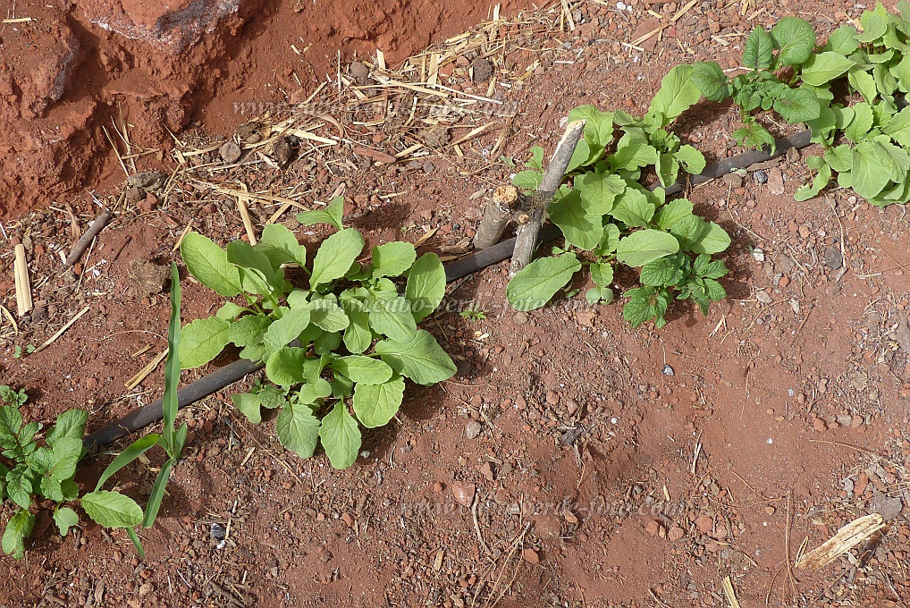 Santo Anto : Pico da Cruz : radish drip-irrigation : Technology AgricultureCabo Verde Foto Gallery