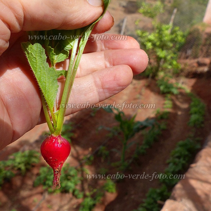 Santo Antão : Pico da Cruz : radish drip-irrigation : Technology AgricultureCabo Verde Foto Gallery