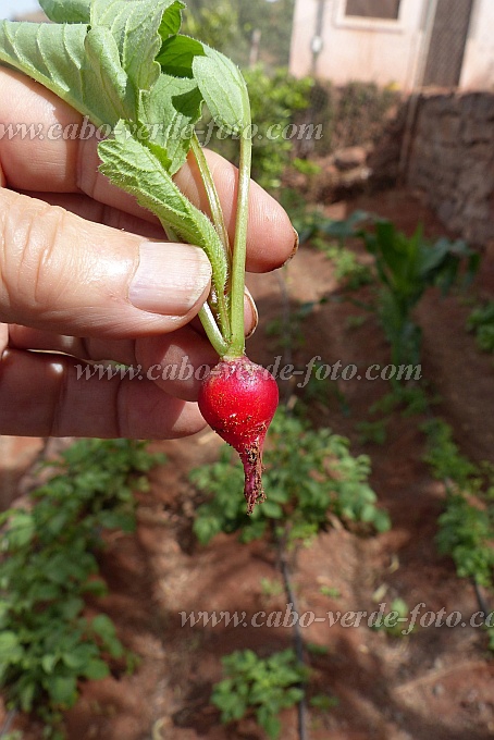 Santo Anto : Pico da Cruz : rabanetes Irrigao gota gota : Technology AgricultureCabo Verde Foto Gallery