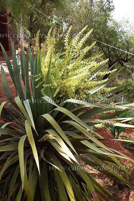 Santo Anto : Pico da Cruz : dragoeiro flor : Nature PlantsCabo Verde Foto Gallery