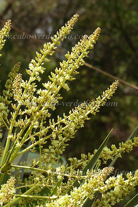 Insel: Santo Anto  Wanderweg: 106a Ort: Pico da Cruz Motiv: Drachenbaum Blte Motivgruppe: Nature Plants © Pitt Reitmaier www.Cabo-Verde-Foto.com