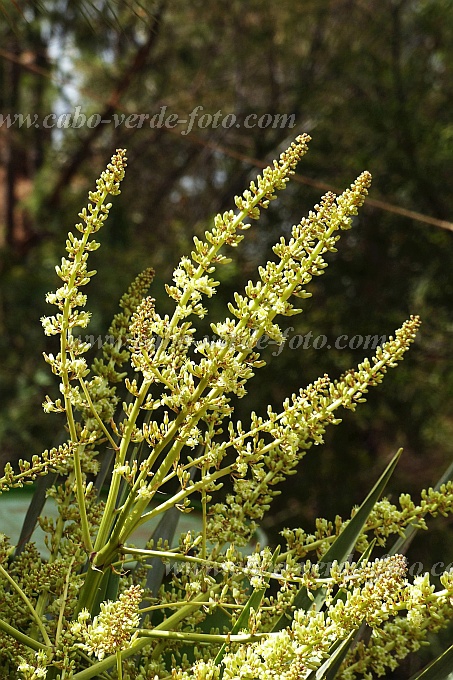 Santo Anto : Pico da Cruz : dragon tree flower : Nature PlantsCabo Verde Foto Gallery