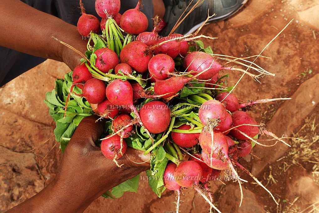 Santo Anto : Pico da Cruz : radish drip-irrigation : Technology AgricultureCabo Verde Foto Gallery