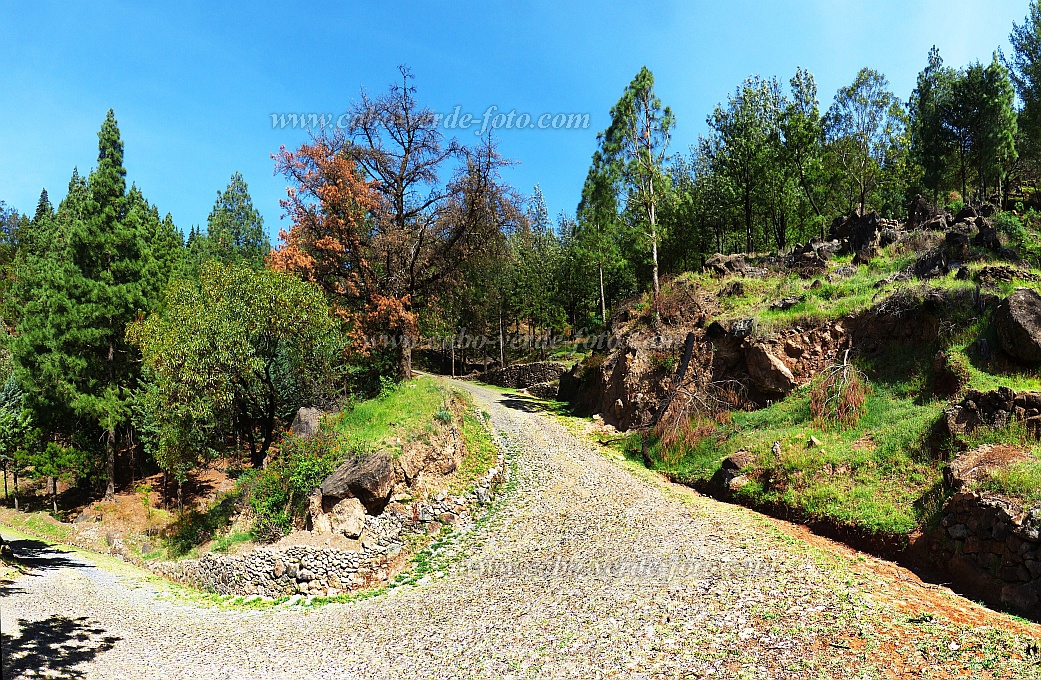 Santo Anto : Pico da Cruz : forest road : Landscape ForestCabo Verde Foto Gallery