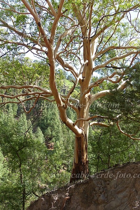Santo Antão : Pico da Cruz : eucalyptus : Nature PlantsCabo Verde Foto Gallery