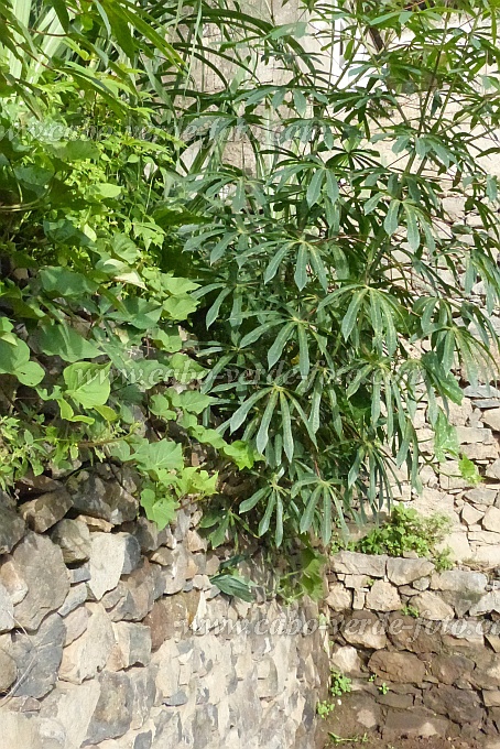 Santo Anto : Losna : manioc on stonewall : Nature PlantsCabo Verde Foto Gallery