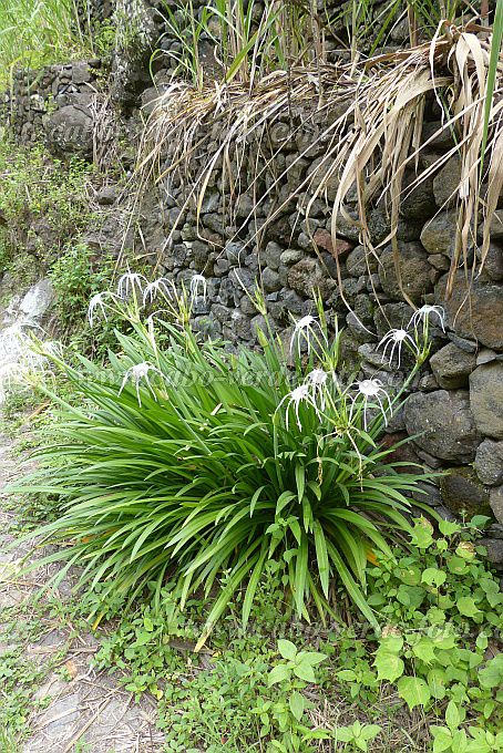 Santo Anto : Ribeira de Lombo de Pico : crinum asiaticum : Nature PlantsCabo Verde Foto Gallery