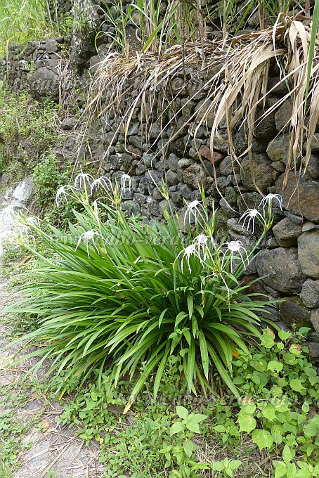 Santo Anto : Ribeira de Lombo de Pico : poisonbulb, Queen Emma lily : Nature PlantsCabo Verde Foto Gallery