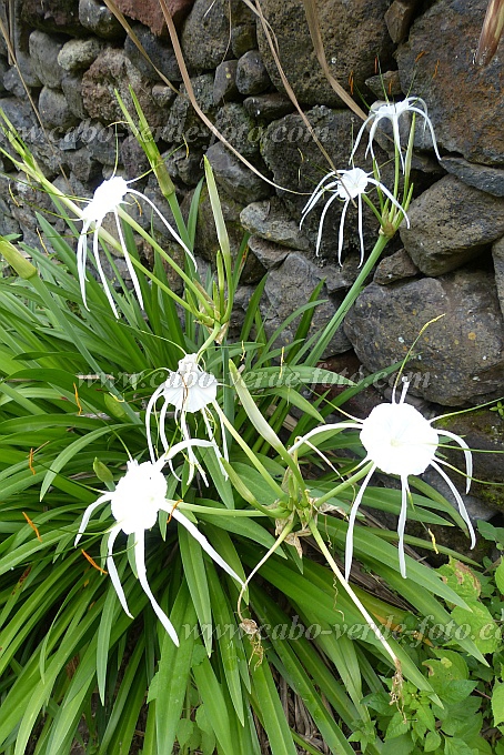 Insel: Santo Anto  Wanderweg: 203 Ort: Ribeira de Lombo de Pico Motiv: Asiatische Hakenlilie Motivgruppe: Nature Plants © Pitt Reitmaier www.Cabo-Verde-Foto.com