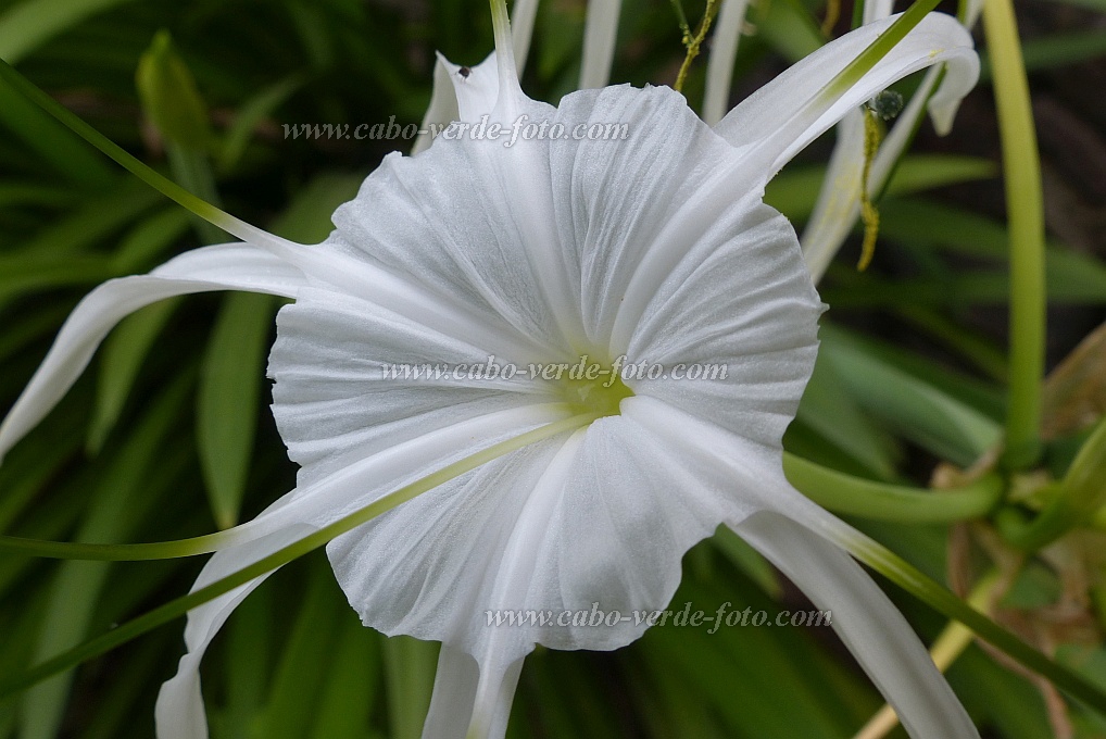 Santo Anto : Ribeira de Lombo de Pico : poisonbulb, Queen Emma lily : Nature PlantsCabo Verde Foto Gallery