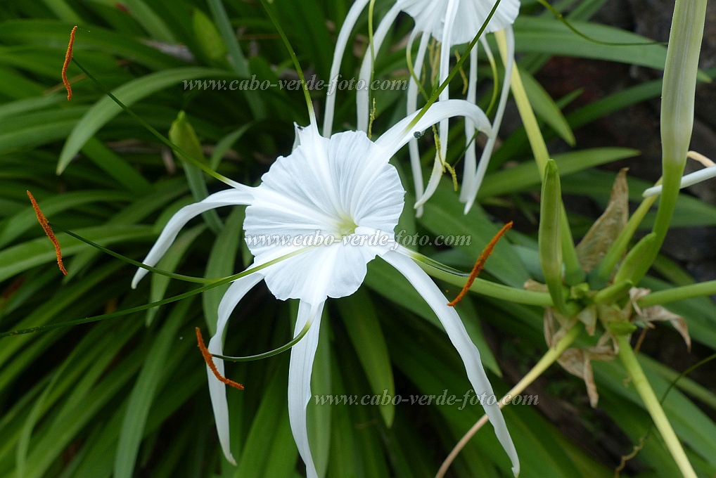 Santo Anto : Ribeira de Lombo de Pico : poisonbulb, Queen Emma lily : Nature PlantsCabo Verde Foto Gallery