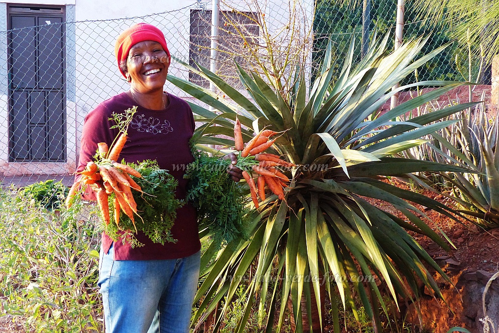 Santo Anto : Pico da Cruz : carrot drip-irrigation : Technology AgricultureCabo Verde Foto Gallery