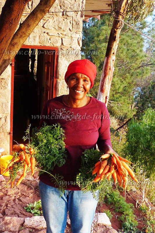 Insel: Santo Anto  Wanderweg: - Ort: Pico da Cruz Motiv: Karotte Trpfchenbewsserung- Motivgruppe: Technology Agriculture © Pitt Reitmaier www.Cabo-Verde-Foto.com