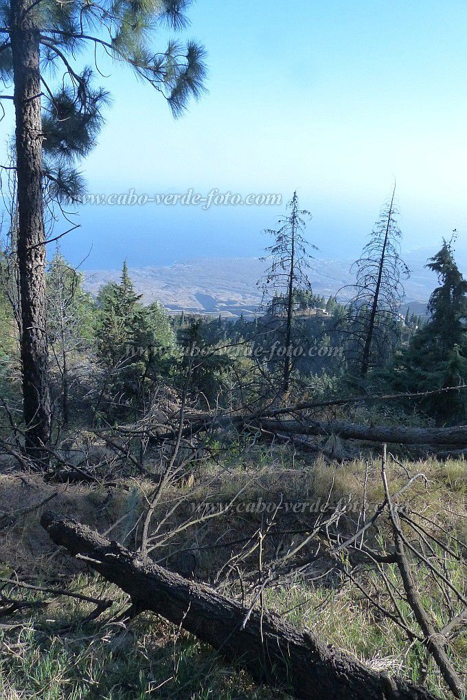 Santo Anto : Pico da Cruz : Troncos mortos e pinheiros em re-plantacoes : Landscape ForestCabo Verde Foto Gallery