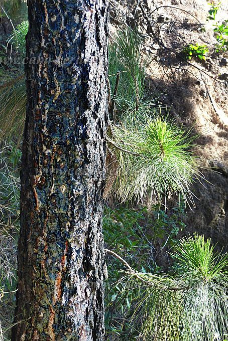 Insel: Santo Anto  Wanderweg: 104 Ort: Pico da Cruz Motiv: austreibender vitaler Baum mit angekohltem Stamm Motivgruppe: Landscape © Pitt Reitmaier www.Cabo-Verde-Foto.com