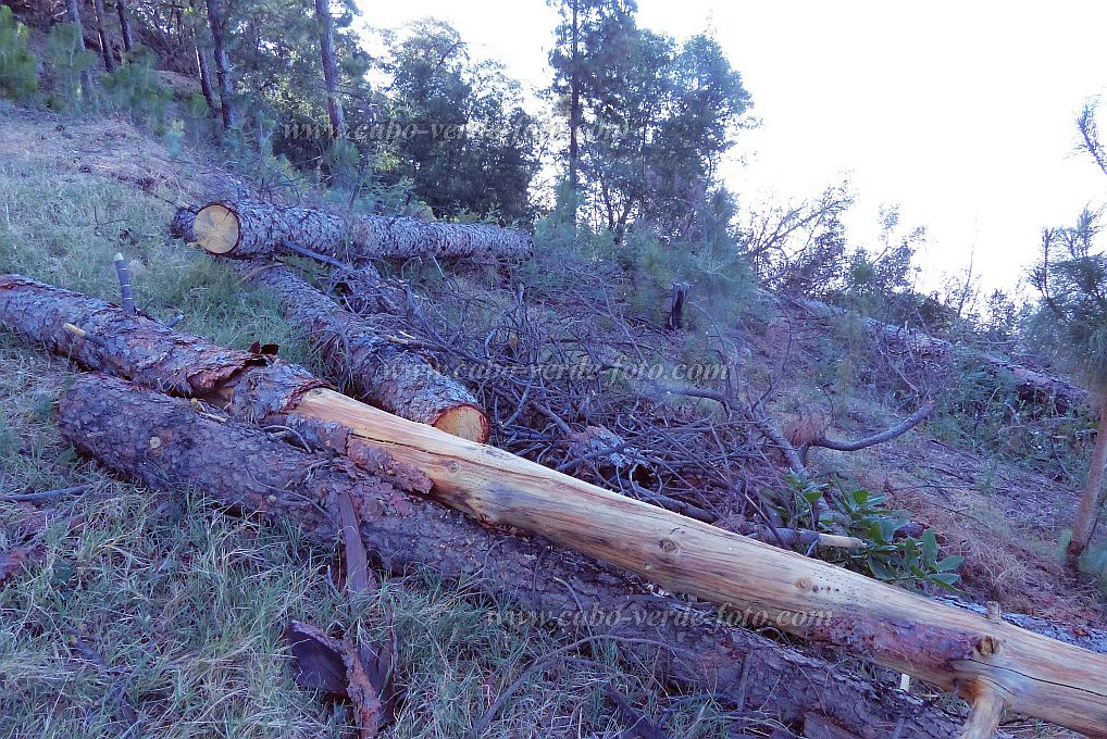 Santo Anto : Pico da Cruz : Troncos mortos e pinheiros em re-plantações : Landscape ForestCabo Verde Foto Gallery