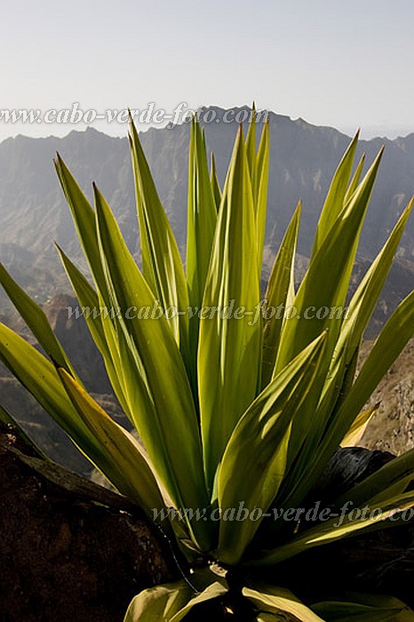 Santo Anto : Figueiral : sisal : Nature PlantsCabo Verde Foto Gallery