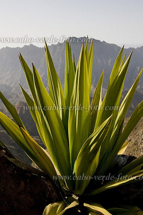Insel: Santo Anto  Wanderweg:  Ort: Figueiral Motiv: Sisal Motivgruppe: Nature Plants © Florian Drmer www.Cabo-Verde-Foto.com