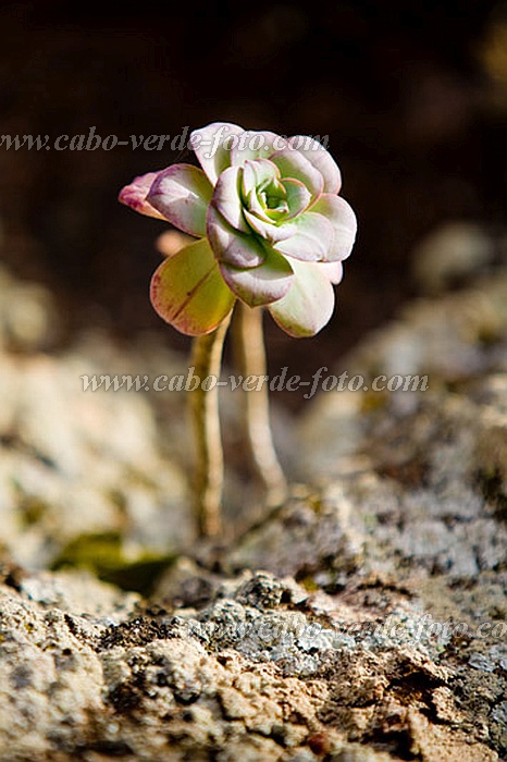 Santo Anto : Corda : plant : Nature PlantsCabo Verde Foto Gallery