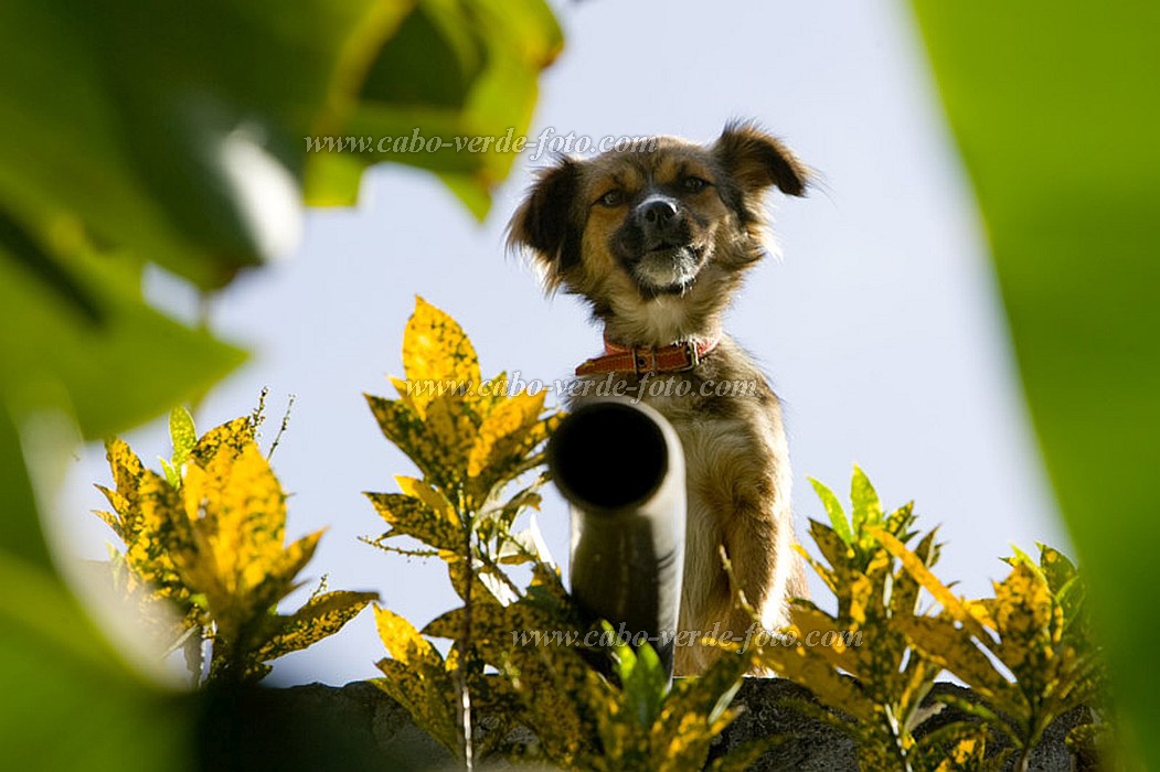 Santo Anto : Vila das Pombas : dog : Nature AnimalsCabo Verde Foto Gallery