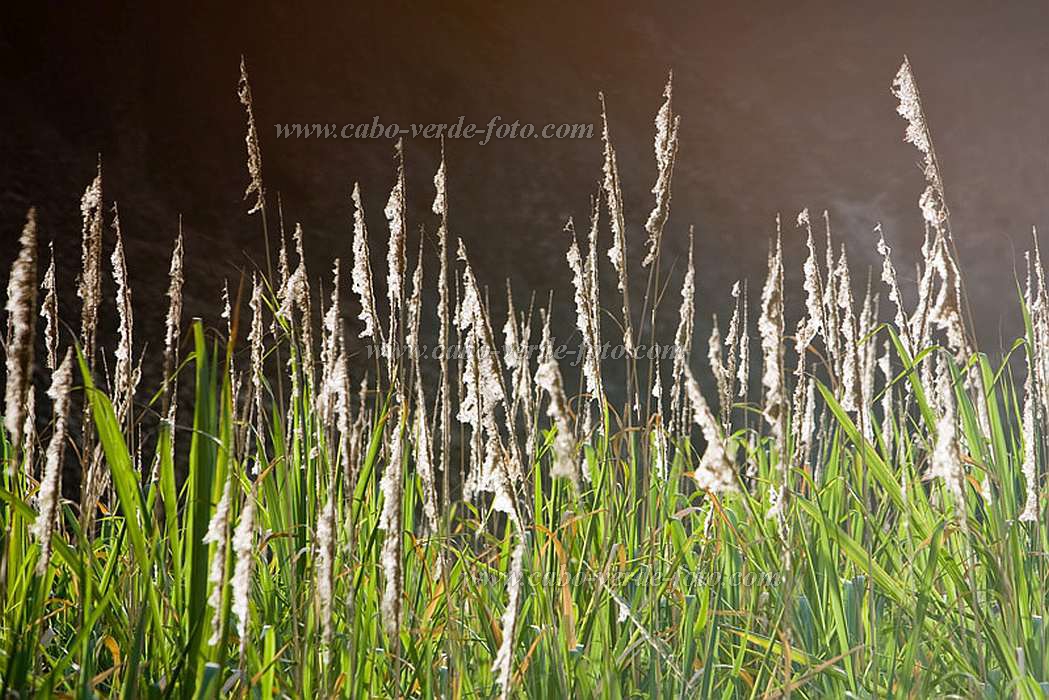 Santo Anto : R de Penede  : flowering sugar cane : Landscape AgricultureCabo Verde Foto Gallery