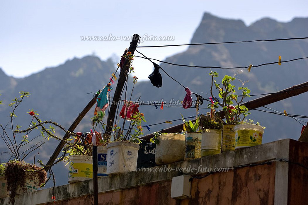 Santo Anto : Pal : flowers : Nature PlantsCabo Verde Foto Gallery