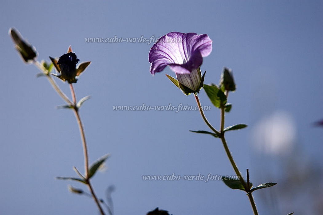 Insel: Santo Anto  Wanderweg:  Ort: Pal Motiv: Blumen Jakobs-Glockenblume Motivgruppe: Nature Plants © Florian Drmer www.Cabo-Verde-Foto.com