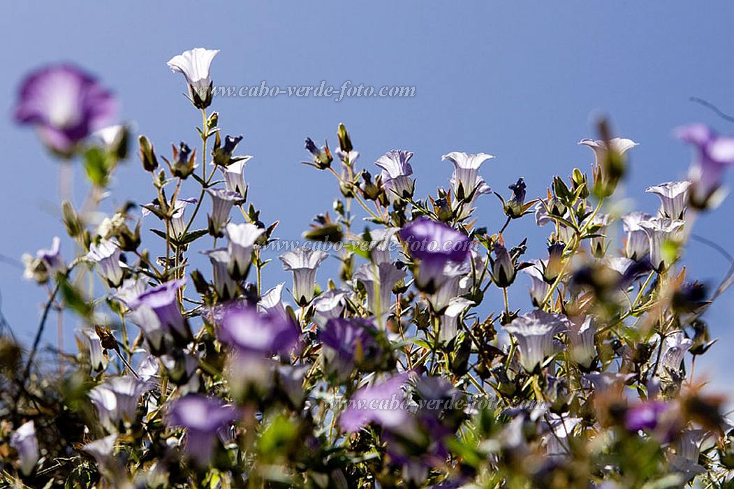 Insel: Santo Anto  Wanderweg:  Ort: Pal Motiv: Blumen Jakobs-Glockenblume Motivgruppe: Nature Plants © Florian Drmer www.Cabo-Verde-Foto.com