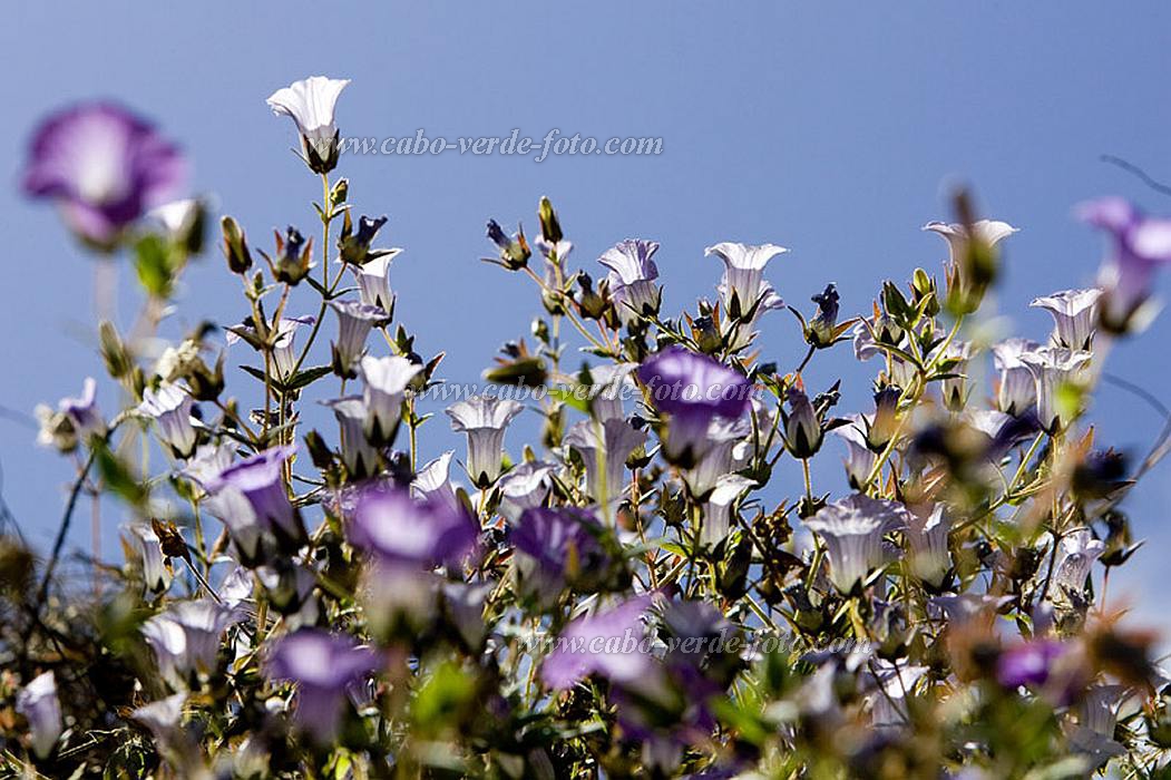 Santo Anto : Pal : flowers : Nature PlantsCabo Verde Foto Gallery