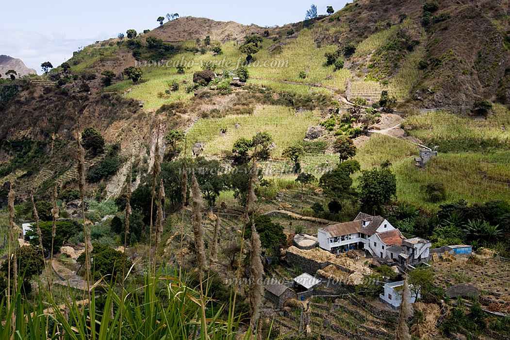 Santo Anto : Pal - Campo de Co : Farm : Landscape AgricultureCabo Verde Foto Gallery