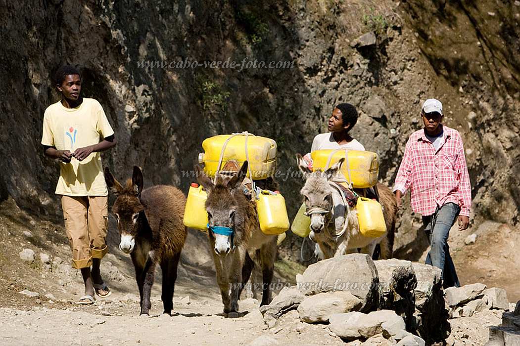 Insel: Santo Anto  Wanderweg: 101 Ort: Cova de Pal Motiv: Wasser holen mit Esel Motivgruppe: People Work © Florian Drmer www.Cabo-Verde-Foto.com