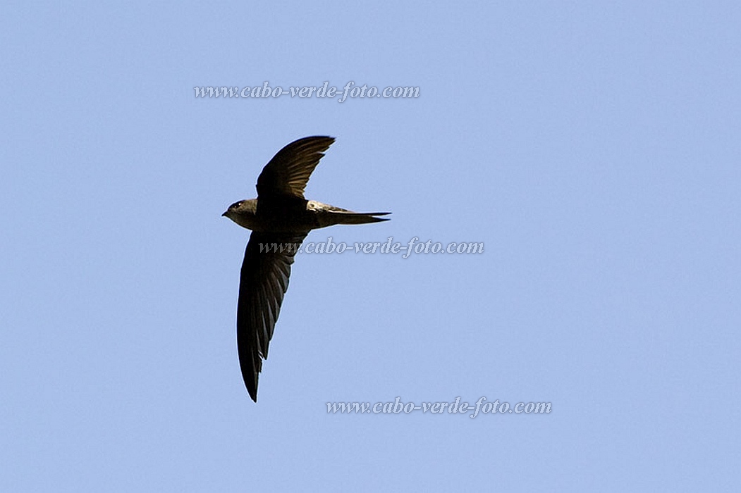 Santo Ant�o : Cova de Pa�l : swallow : Nature AnimalsCabo Verde Foto Gallery