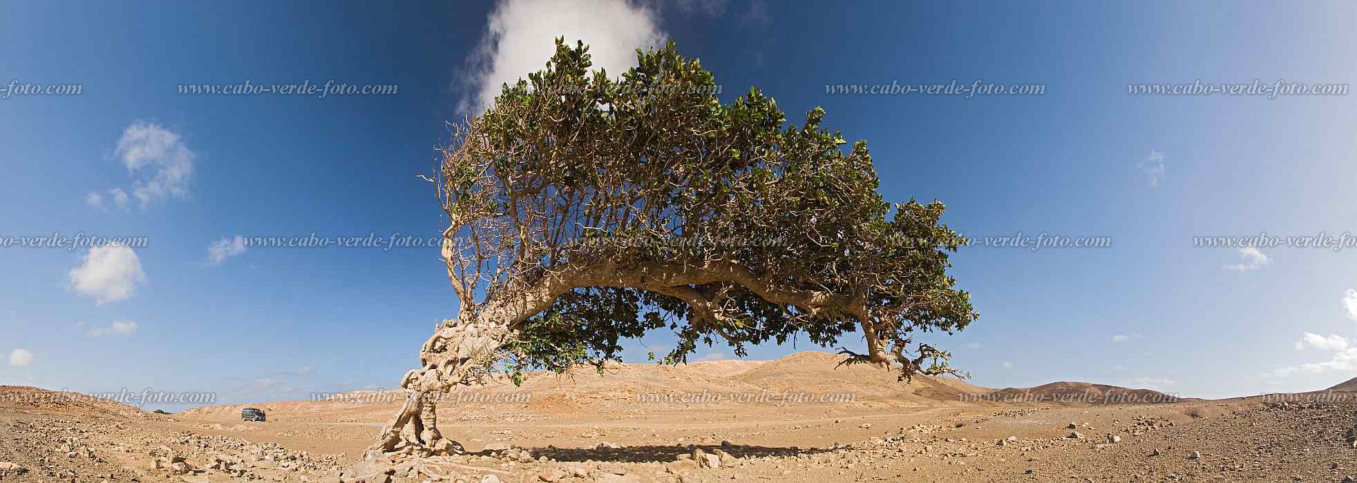 Maio :  :  : Landscape DesertCabo Verde Foto Gallery